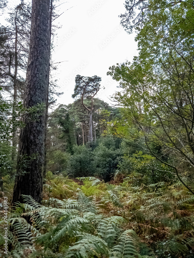 Fototapeta premium Scots Pine trees in County Donegal - Ireland