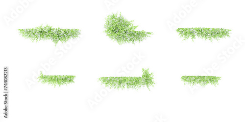 From top view of Sweet autumn clematis vine plants isolate on white background