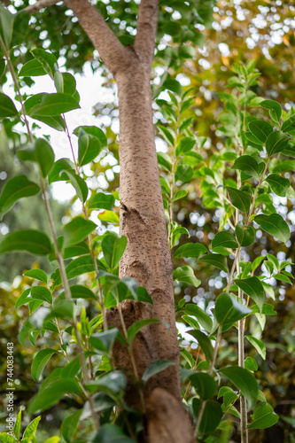 Detalle del tronco de árbol rodeado de vegetación © Fran