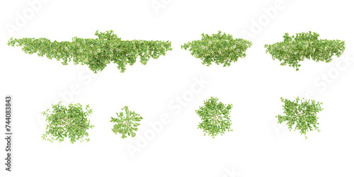 set of Asiatic jasmine green creepers with roots, 3d rendering,top view