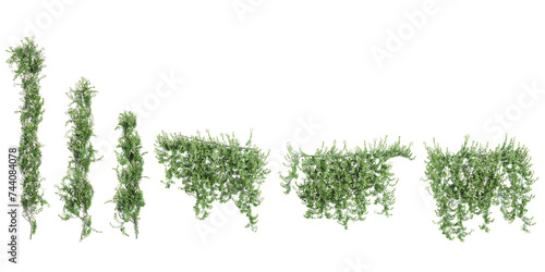 Jasmine nightshade creeper isolated in 3d rendering. Beauty plant png