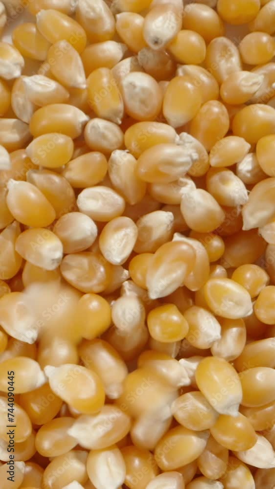 Dry corn kernels for popcorn fall down, top view, in slow motion. Dry corn kernels for popcorn fall down, top view, in slow motion.