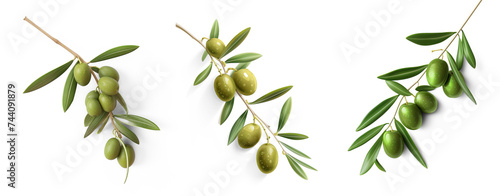 fresh olive twig with several green olives on it, typical for mediterranean countries like Italy or Greece, isolated, flat lay