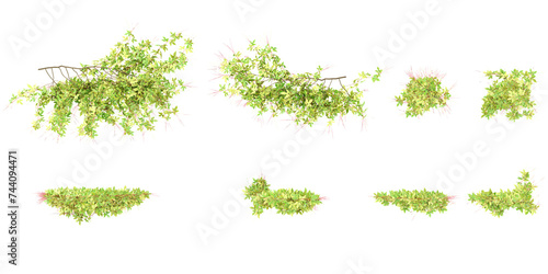 Top view of Fire vine creeper plants with transparent background, 3d rendering