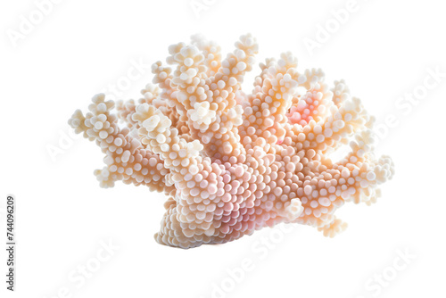 Coral Pink White - Isolated on White Transparent Background