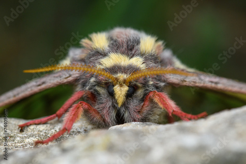 Spanish moon moth (Actias isabellae) face. Graellsia.