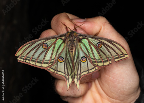 Spanish moon moth (Actias isabellae or Graellsia isabellae)