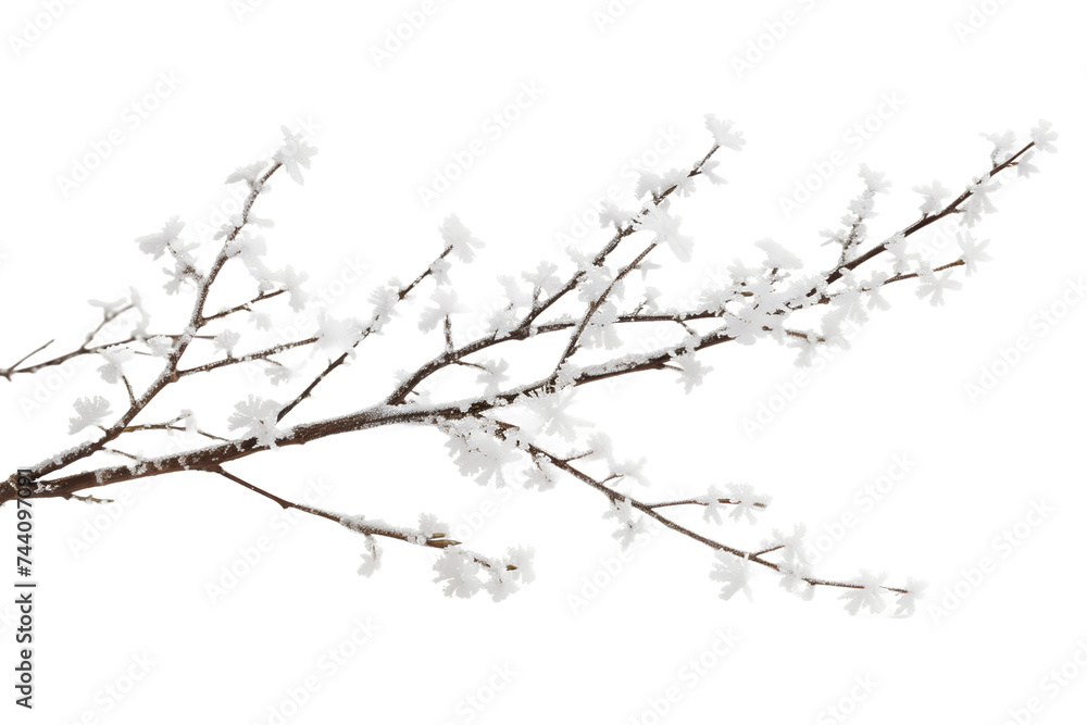 Isolated Cherry Blossom Branch on White Background
