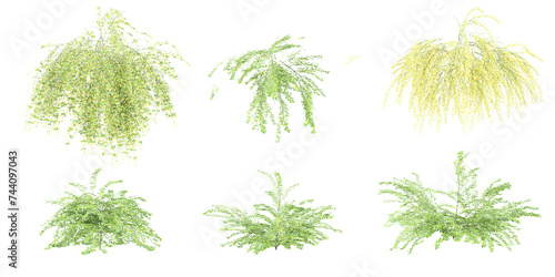 Winter jasmine plants isolated on White background, 3d rendering