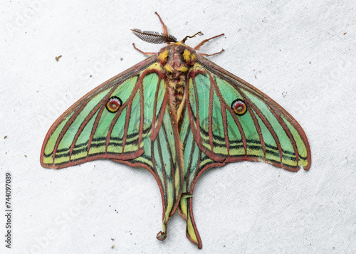 Spanish moon moth (Actias isabellae or Graellsia isabellae) photo