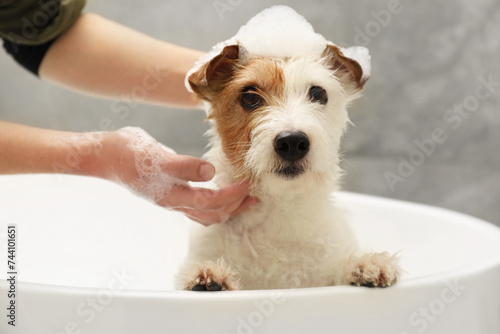 Woman washing her cute dog with shampoo in bathroom indoors, closeup