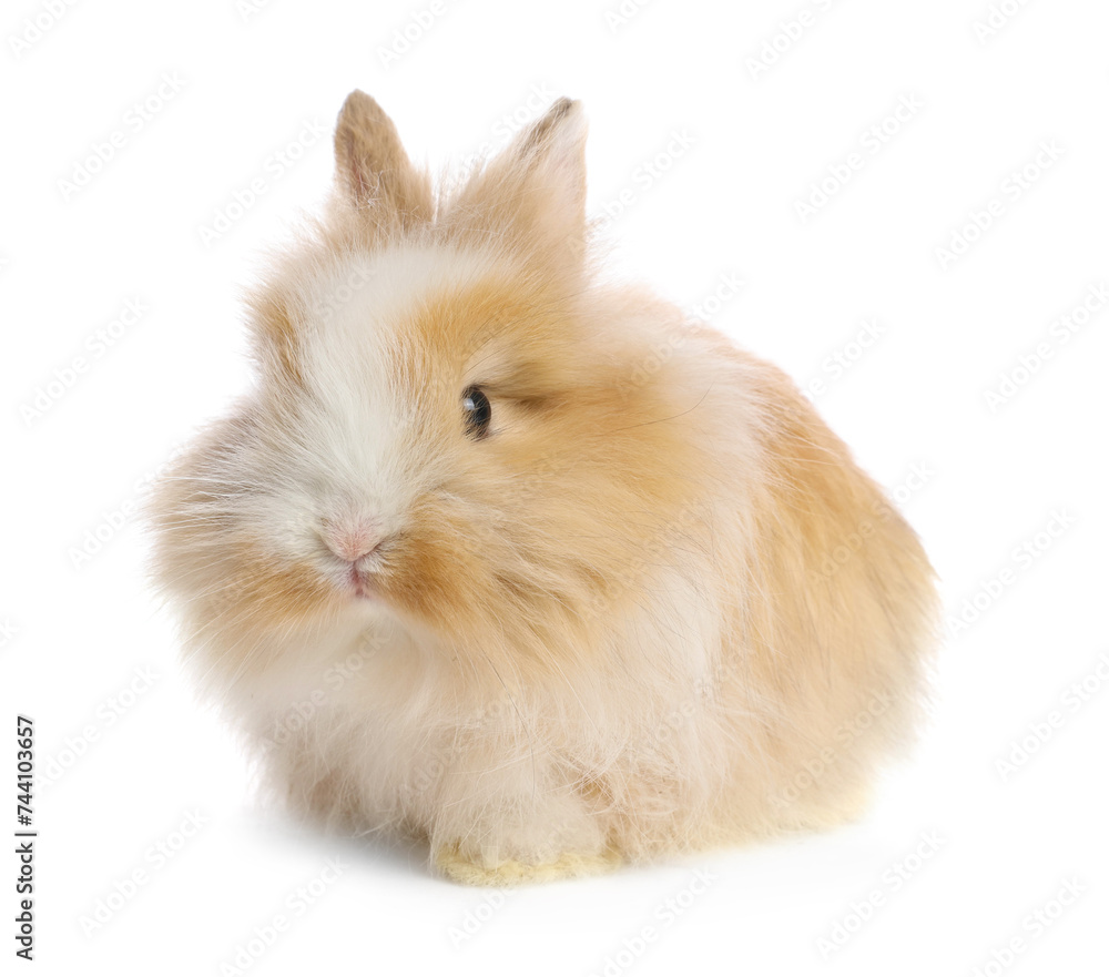 Cute fluffy pet rabbit isolated on white Cute fluffy pet rabbit isolated on white