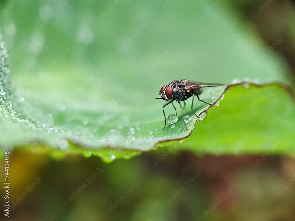 fly, insect, macro, leaf, nature, bug, animal, wing, closeup, close-up, wings, detail, small, pest, housefly, wildlife, hairy, eye, close, close up, eyes, garden fly, insect, macro, leaf, nature, bug, animal, wing, closeup, close-up, wings, detail, small, pest, housefly, wildlife, hairy, eye, close, close up, eyes, garden