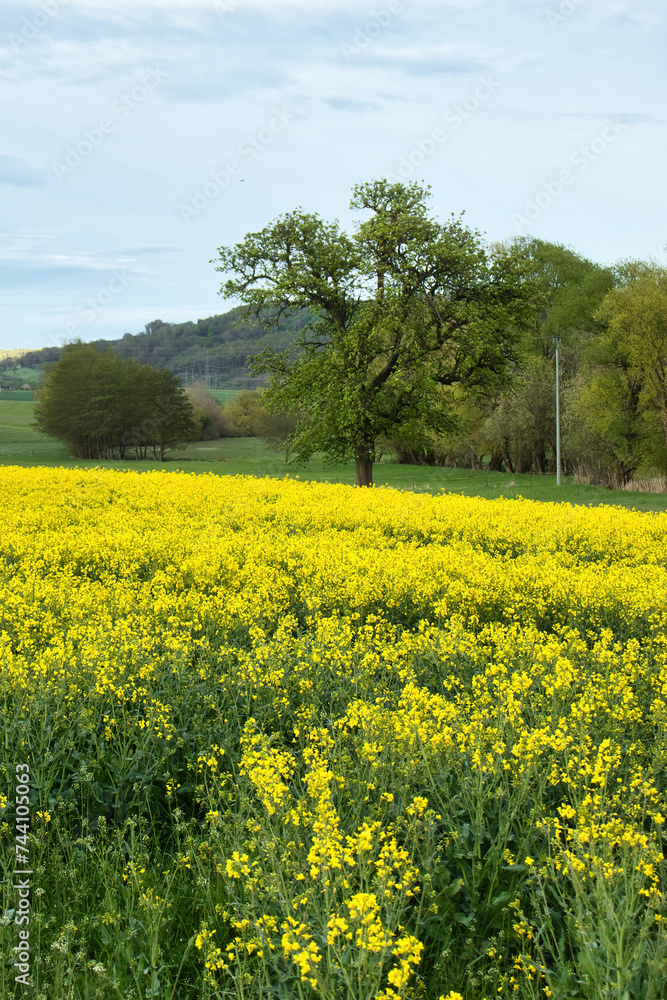 Tree behind a rapeseed field on a spring day in Lohnsfeld, Germany.