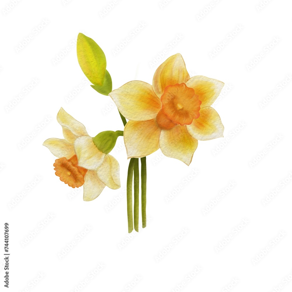 Watercolor bouquet of yellow daffodils - obrazy, fototapety, plakaty 