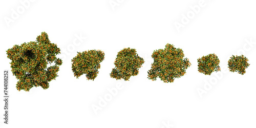 collection of Smooth Leaf Quandong trees beautiful isolated on white background from top view photo