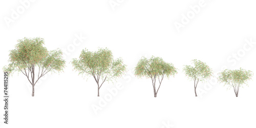 Fototapeta Naklejka Na Ścianę i Meble -  Jungle Weeping Bottle brush trees shapes cutout 3d render