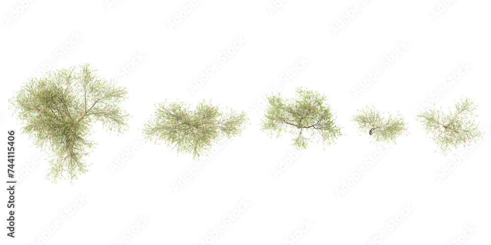 Jungle Weeping Bottle brush trees shapes cutout 3d render from top view Jungle Weeping Bottle brush trees shapes cutout 3d render from top view