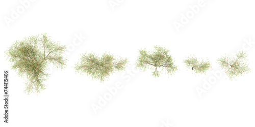Jungle Weeping Bottle brush trees shapes cutout 3d render from top view