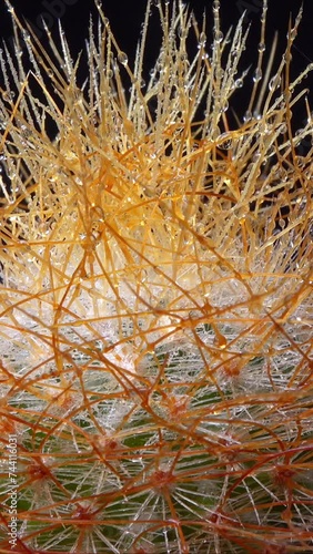 Mammillaria parkinsonii - spiny cactus with long spines in botanical collection photo