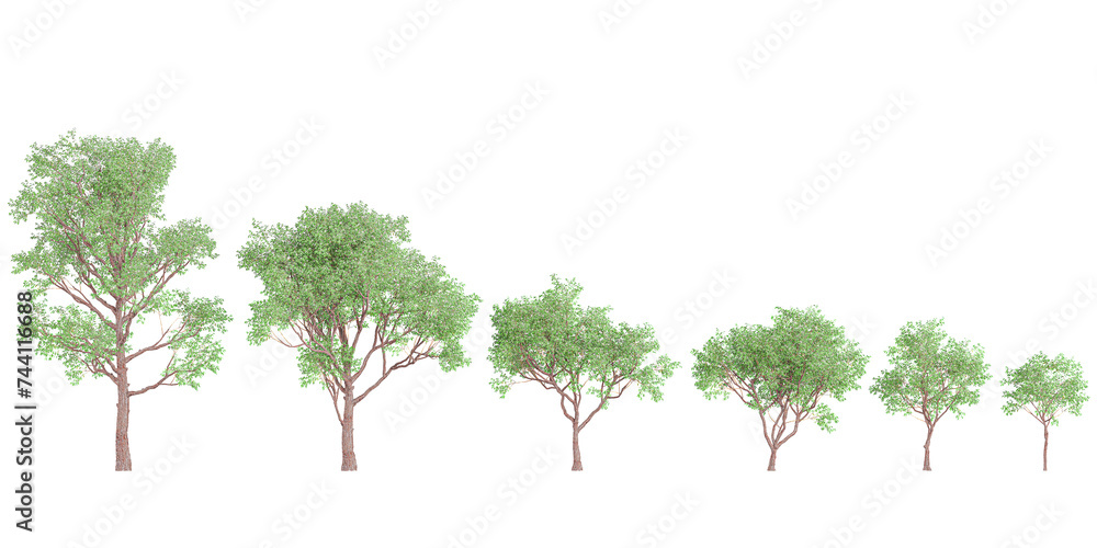 Red gum trees isolated on white background, tropical trees isolated used for architecture