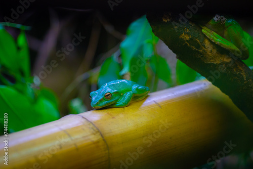 The Chinese flying frog or Chinese gliding frog (Zhangixalus dennysi) is a species of tree frog. Its natural habitats are subtropical or tropical moist lowland forest, subtropical or tropical moist. photo