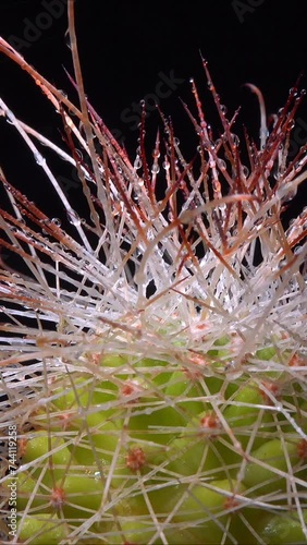 Mammillaria parkinsonii - spiny cactus with long spines in botanical collection photo