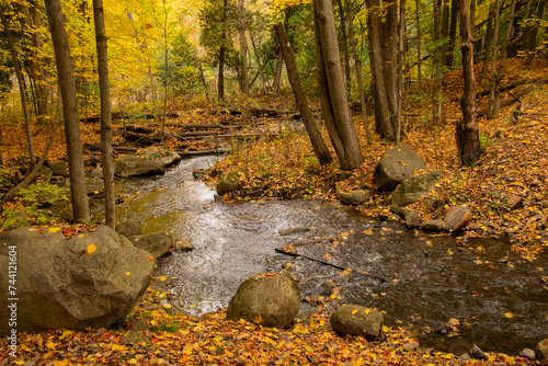 autumn in the forest