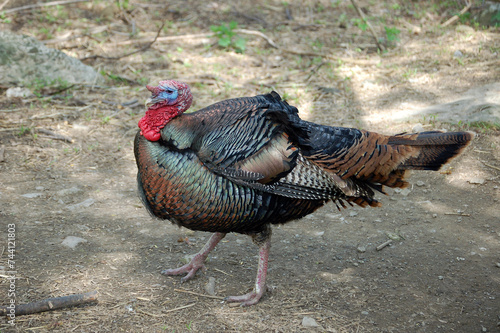 A male Wild Turkey