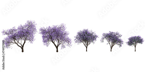 Set of Flamboyant bleu flower plants  isolated on transparent background. 3D render