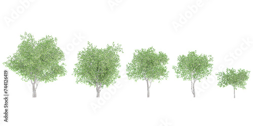 Set of London plane plants isolated on white background. Cutout plants for garden design