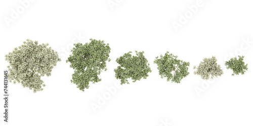 Top view of Flax-leaved paperbark trees cutout backgrounds 3d rendering png
