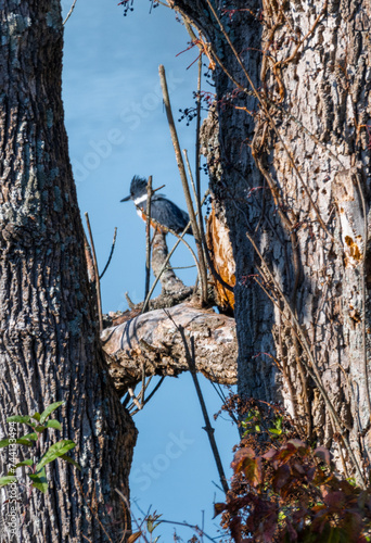 Kingfisher perched on limb photo