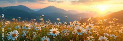 Field of wild daisies at sunset in mountain landscape