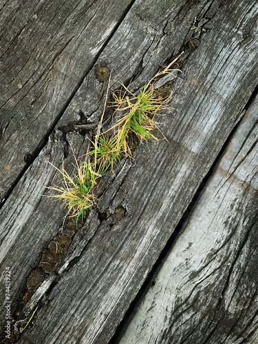 Tenacious shoot pierces cracked wooden floor. Symbol of resilience, life emerging in harsh environment. Nature finds a way, even in toughest conditions. Small green oasis defies aridity.