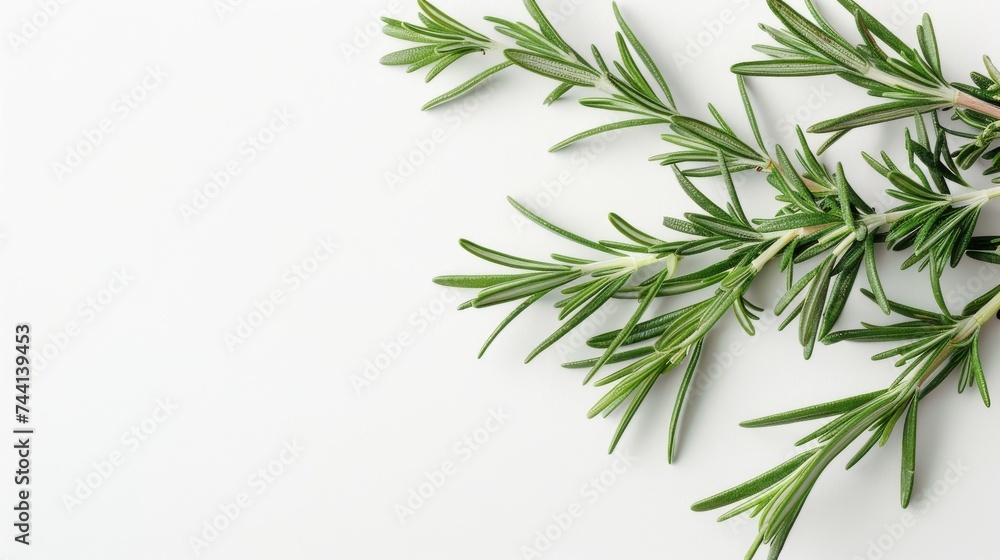 A fragrant rosemary plant stands tall amongst the towering conifer trees, its delicate leaves and woody stem adding a touch of elegance to the lush green landscape A fragrant rosemary plant stands tall amongst the towering conifer trees, its delicate leaves and woody stem adding a touch of elegance to the lush green landscape