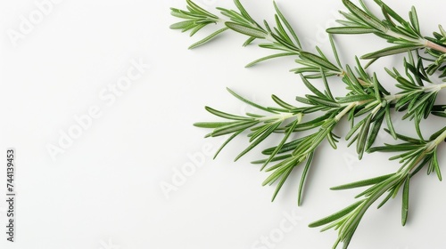 A fragrant rosemary plant stands tall amongst the towering conifer trees  its delicate leaves and woody stem adding a touch of elegance to the lush green landscape
