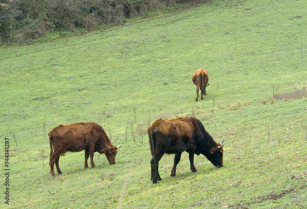 cattle grazing in a field, Bue Rosso, razza Sardo Modicana. Santulussurgio. Montiferru cattle grazing in a field, Bue Rosso, razza Sardo Modicana. Santulussurgio. Montiferru