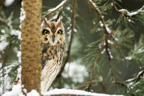 Obraz na płótnie Short-eared Owl, Asio flammeus, sitting on branch the spruce tree. Owl in winter forest.. Wildlife scene from the nature habitat. w salonie