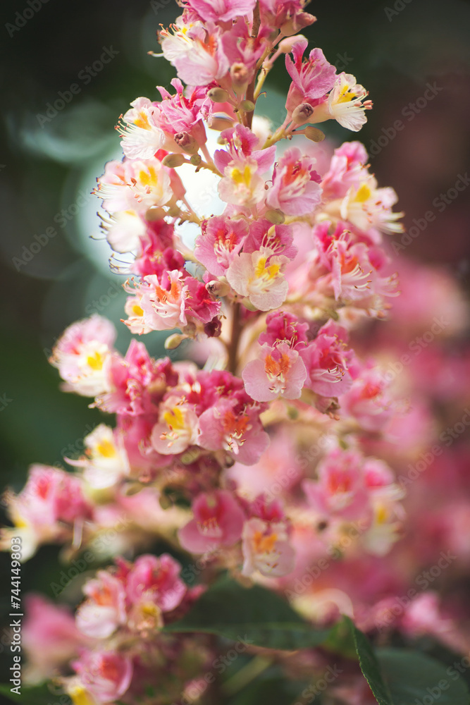 Branch of the red horse-chestnut with inflorescence. A blooming bunch of chestnut on a blurred background. Chestnut blossom in the park. Branch of the red horse-chestnut with inflorescence. A blooming bunch of chestnut on a blurred background. Chestnut blossom in the park.