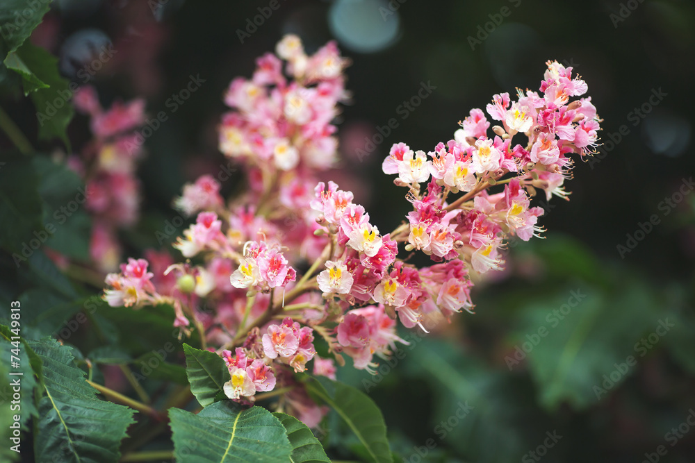 Branch of the red horse-chestnut with inflorescence. A blooming bunch of chestnut on a blurred background. Chestnut blossom in the park. Branch of the red horse-chestnut with inflorescence. A blooming bunch of chestnut on a blurred background. Chestnut blossom in the park.
