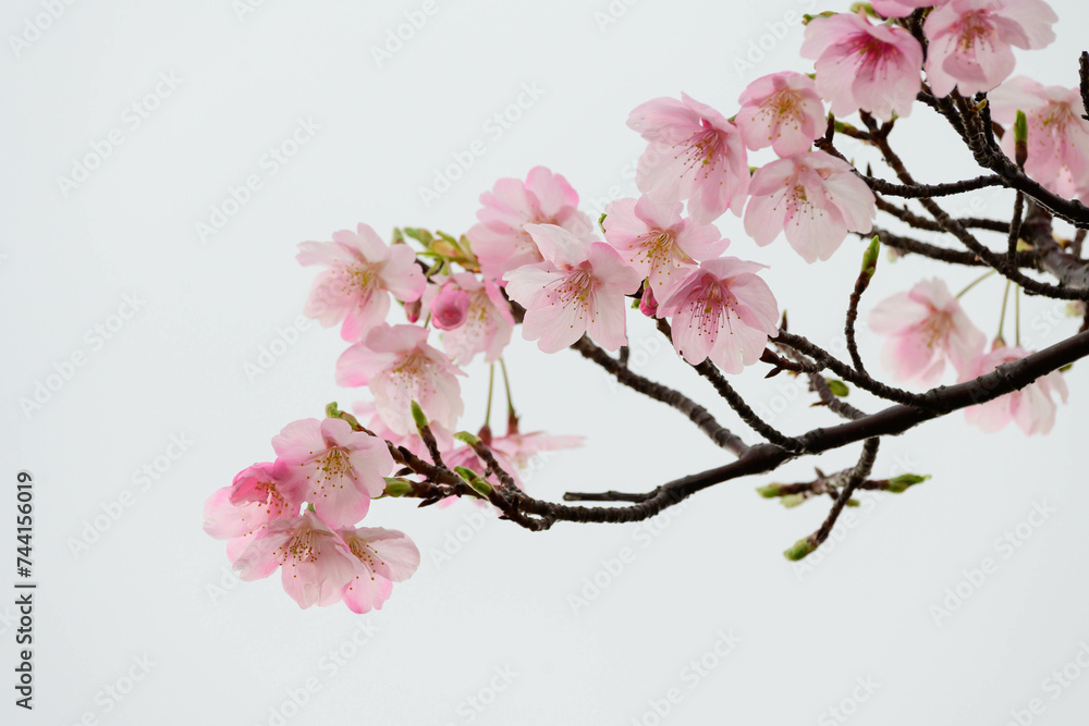 まだ寒さが厳しい2月、早咲きの河津桜が咲き始める。春の気配を感じる神戸の灘浜。