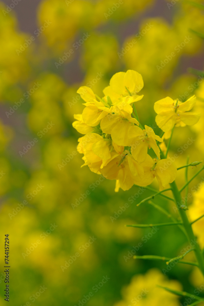 春の訪れを告げる菜の花。ビタミンカラーが鮮やか。神戸市灘区の灘浜緑地で撮影。 春の訪れを告げる菜の花。ビタミンカラーが鮮やか。神戸市灘区の灘浜緑地で撮影。