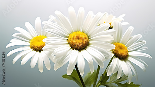 White daisy flower with soft focus and bokeh background