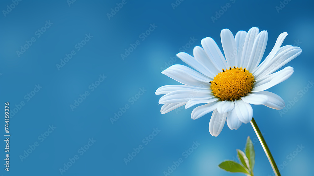 White daisy flower with soft focus and bokeh background White daisy flower with soft focus and bokeh background