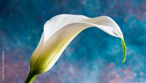 single white calla lily flower on a surreal background