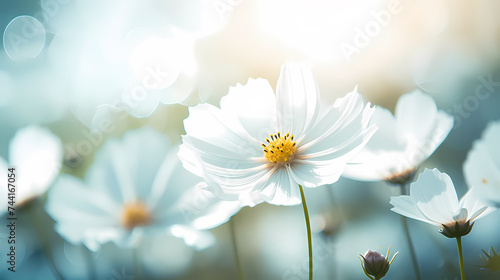 Illustration of simple daisy