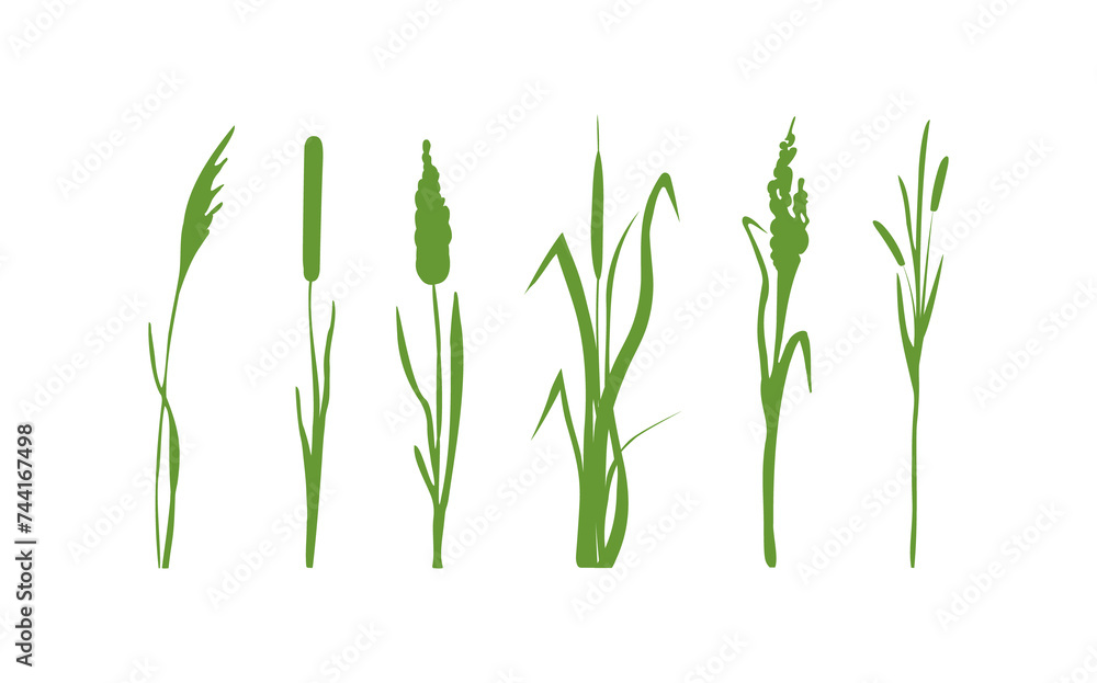 Obraz premium Image of a green reed,grass or bulrush on a white background.Isolated vector drawing.Black grass graphic silhouette.