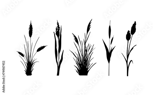Image of a monochrome reed grass or bulrush on a white background.Isolated vector drawing.Black grass graphic silhouette.