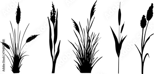 Image of a monochrome reed,grass or bulrush on a white background.Isolated vector drawing.Black grass graphic silhouette.